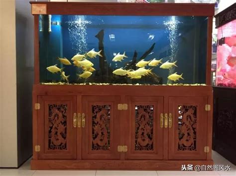 陽台可以養魚嗎|【陽臺魚缸風水最佳位置擺放】陽台擺魚缸 